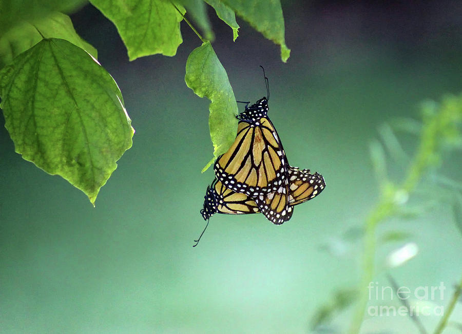 Monarch Magic Photograph by Karen Adams