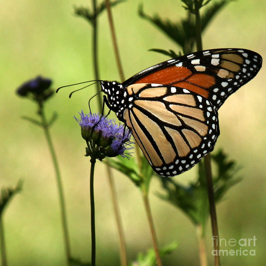 Monarch Majesty by Diana Black Monarch Majesty by Diana Black