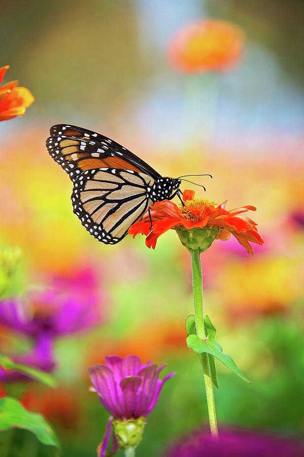 Monarch Marvels Photograph by Lynn Bauer