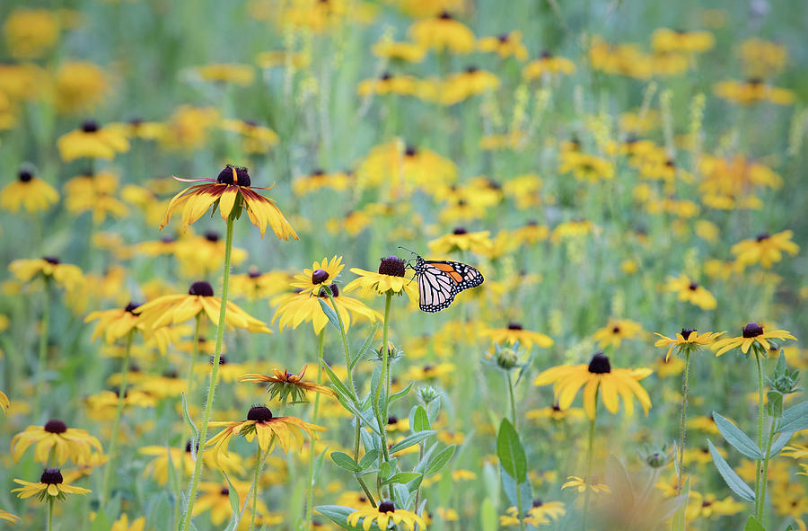 Monarch Meadow Photograph by Steven Keys