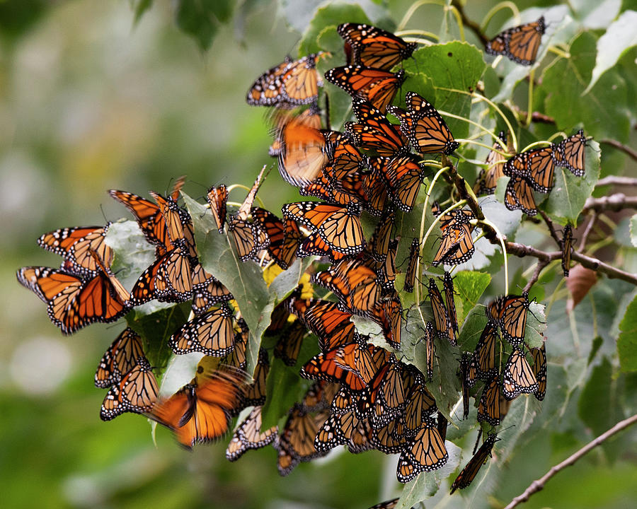 Monarch Migration Photograph by Rosette Doyle