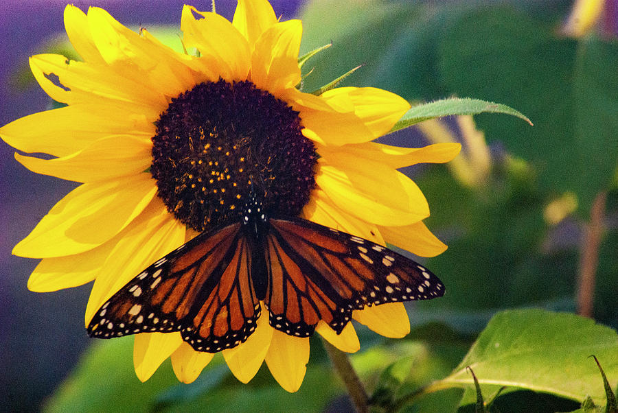 Monarch Morning Photograph by Annette Persinger - Fine Art America