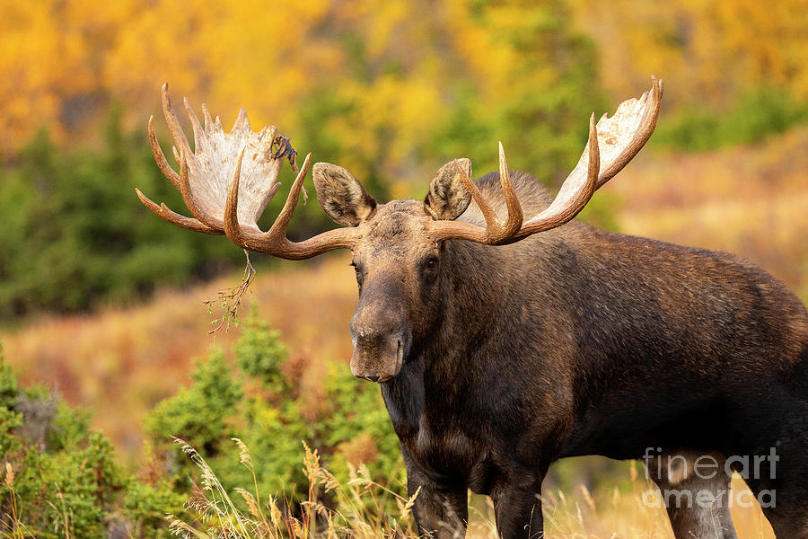 Monarch Of The Muskeg Photograph by Aaron Whittemore