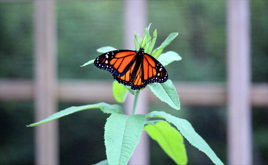 Monarch On A Green Plant Photograph by Cynthia Guinn