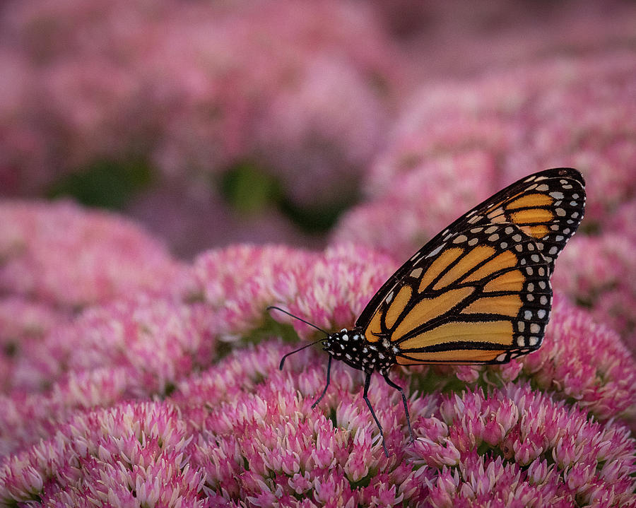 Monarch on Blooming Sedum Photograph by Greni Graph