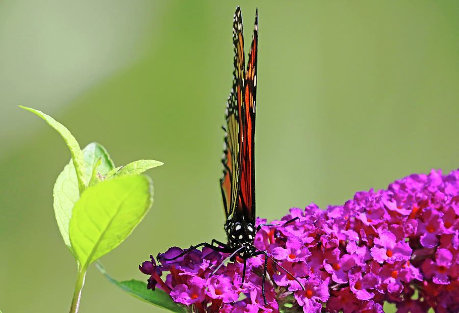 Monarch On Buddleia With Wings Folded Photograph