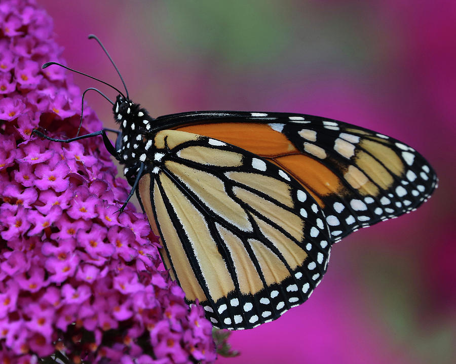 Monarch on Butterfly-bush Photograph by Doris Potter - Fine Art America