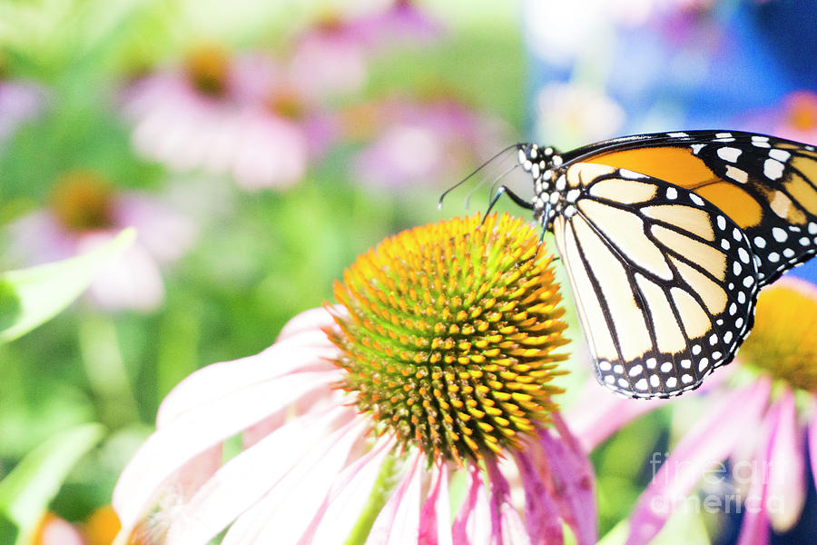Monarch On Cone Flower by Randall Saltys Monarch On Cone Flower by Randall Saltys