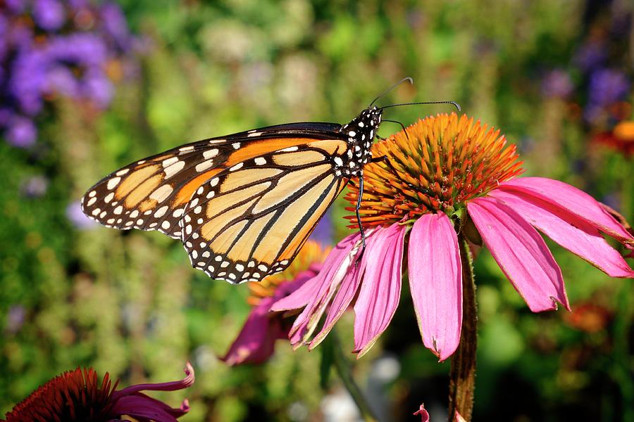 Monarch on Coneflower Photograph by Michael Schlueter - Fine Art America