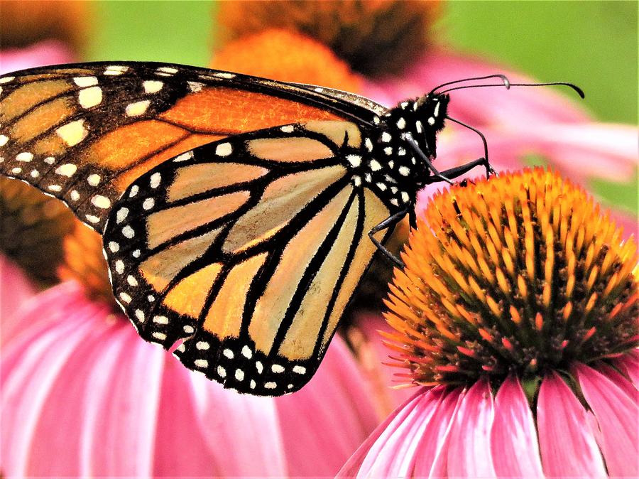 Monarch on Coneflowers  Photograph by Lori Frisch