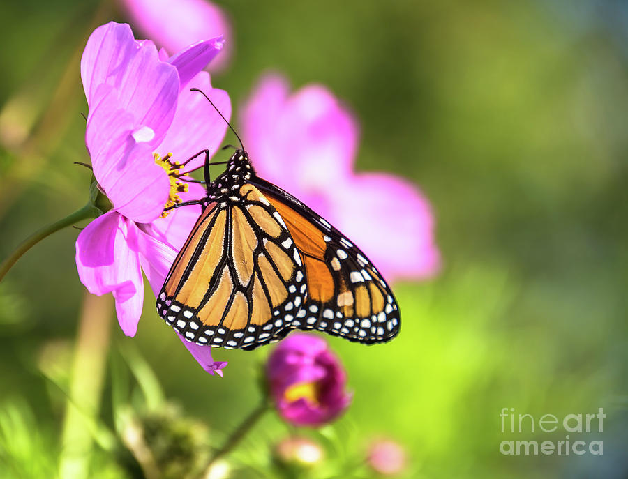 Monarch on Cosmos Photograph by Cheryl Baxter