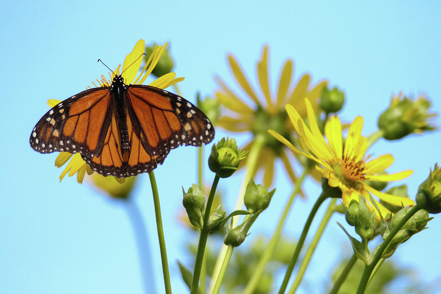 Monarch on Cup Plant Flower Photograph by Brook Burling