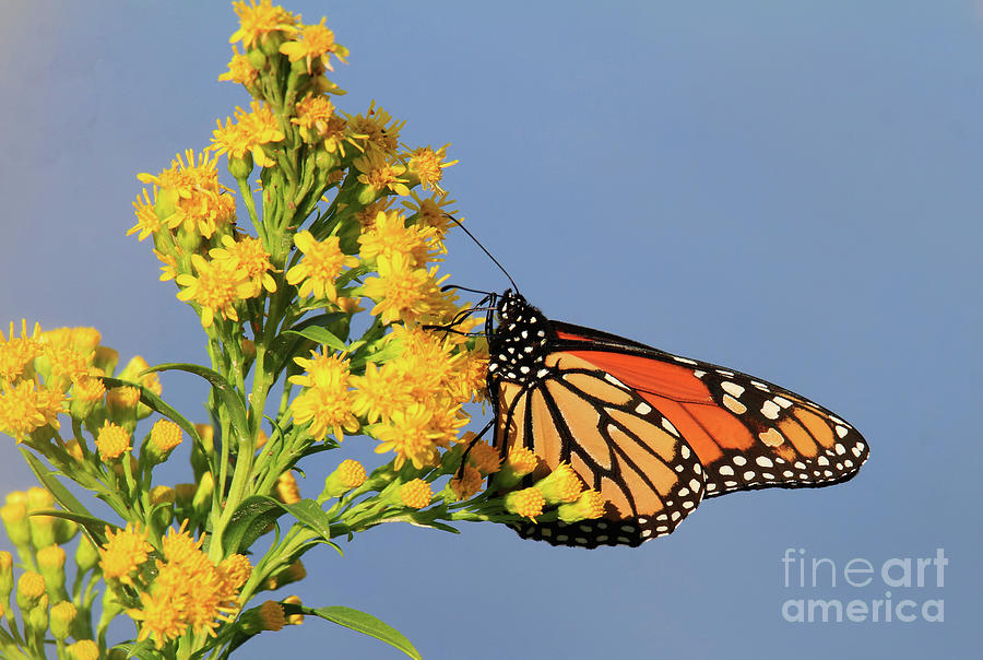 Monarch On Goldenrod Photograph