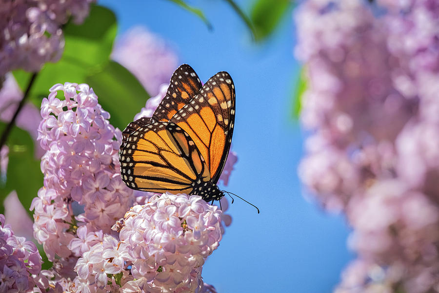 Monarch on Lilacs by Penny Meyers Monarch on Lilacs by Penny Meyers