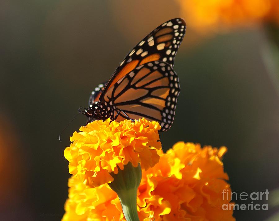 Monarch on Orange Photograph by Debby Pueschel