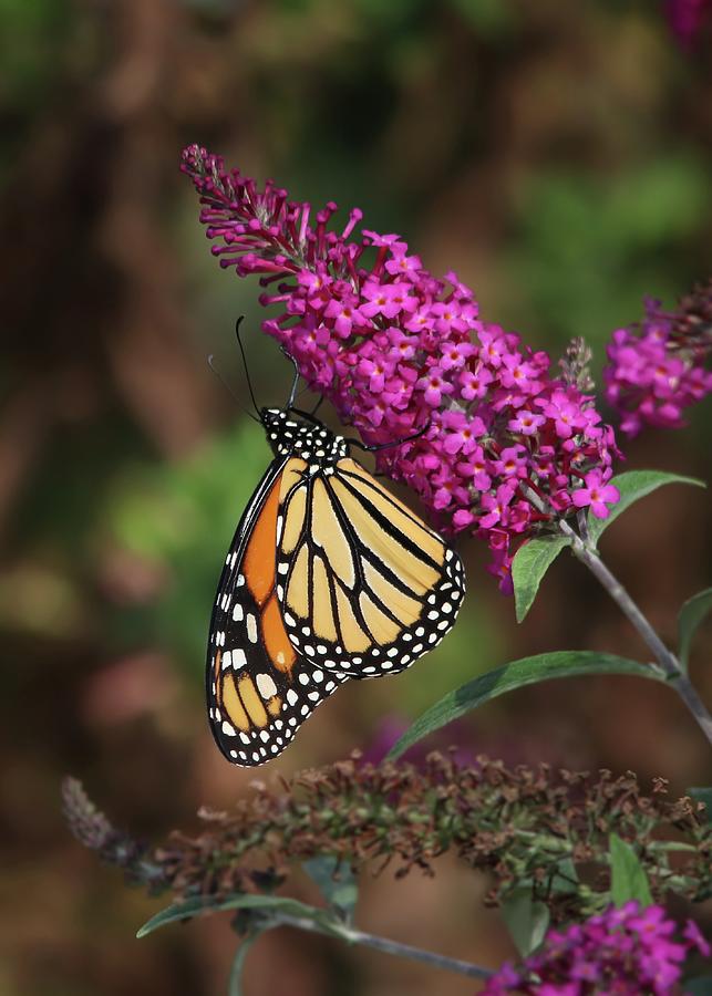 Monarch On Pink Butterfly Bush Photograph