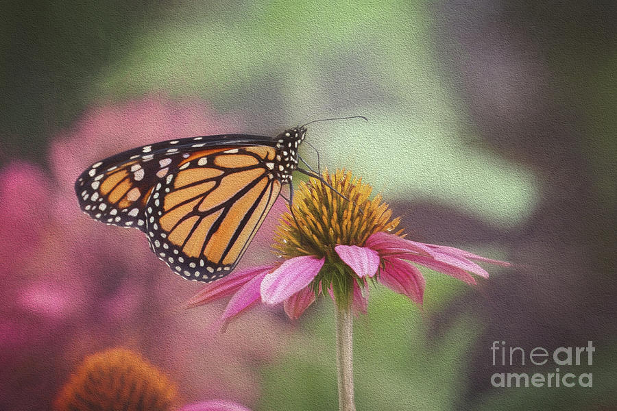 Monarch On Pink Coneflower Photograph by Sharon McConnell