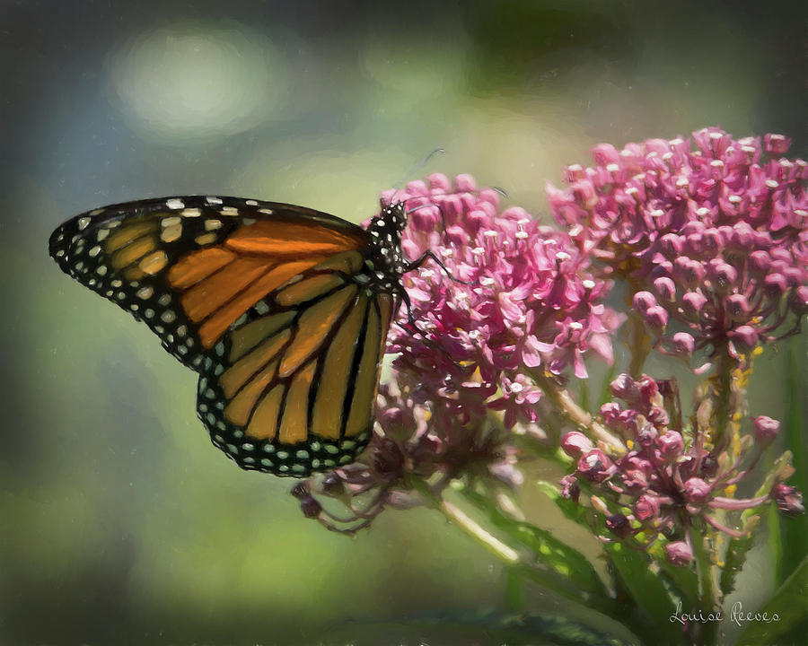 Monarch on Pink Photograph by Louise Reeves - Fine Art America