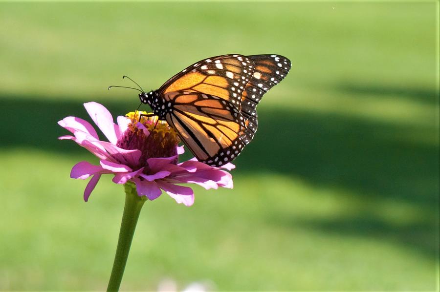 Monarch on Pink Zinnia Photograph by Karen Sturgill - Fine Art America