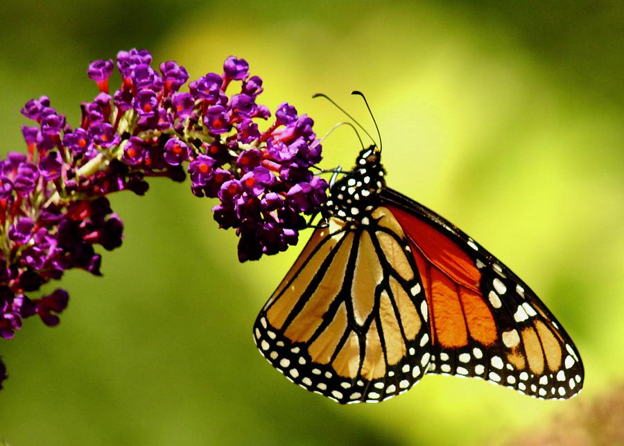 Monarch on Purple Bloom Photograph by Joy Buckels