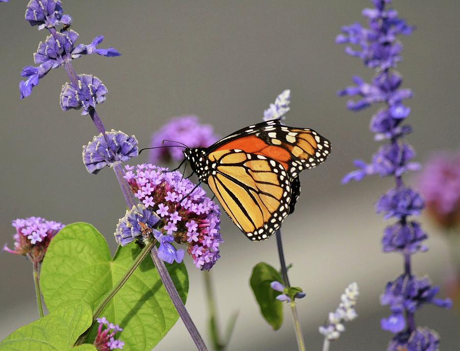 Monarch on Purple Flowers Photograph by Judy Genovese
