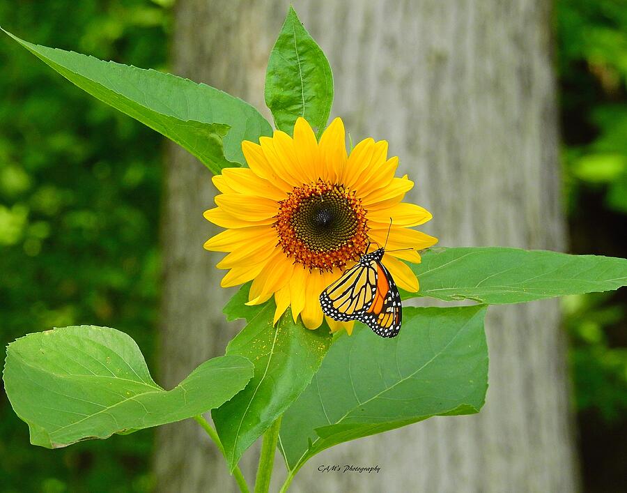 Monarch on Sunflower 1 Photograph by Carmen Macuga - Fine Art America