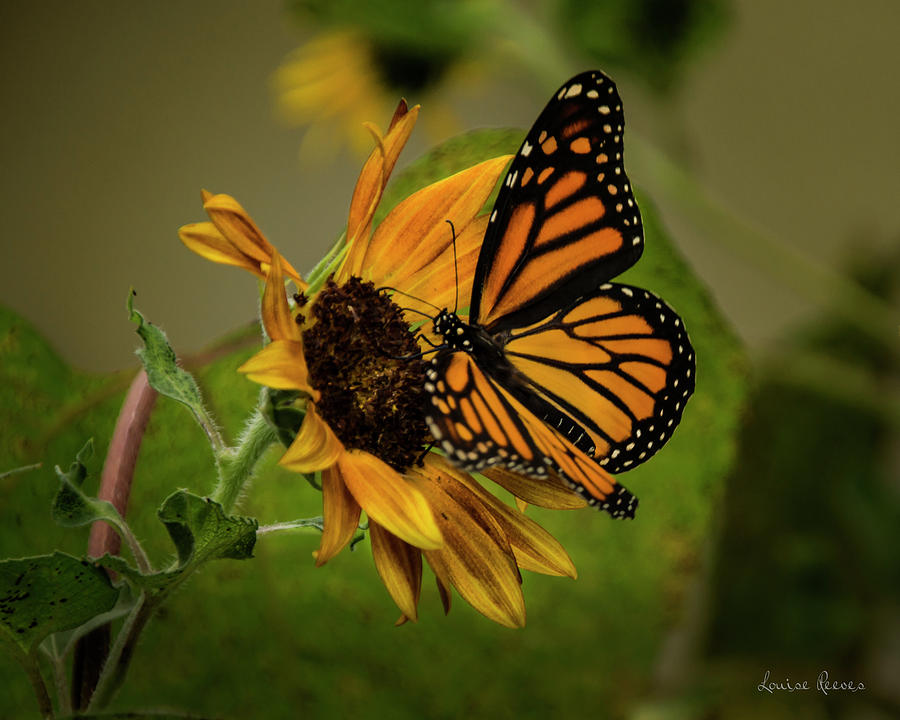 Monarch on Sunflower 3 Photograph by Louise Reeves - Fine Art America