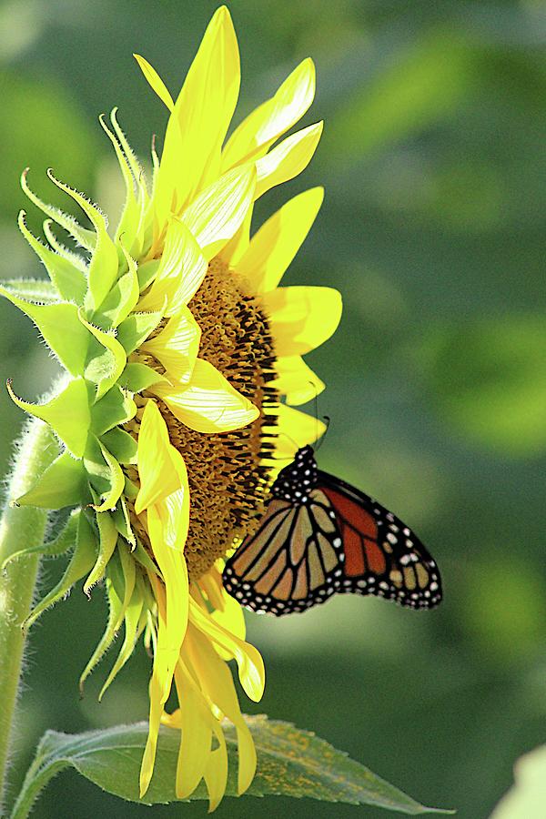 Monarch on Sunflower Photograph by Karen McKenzie McAdoo