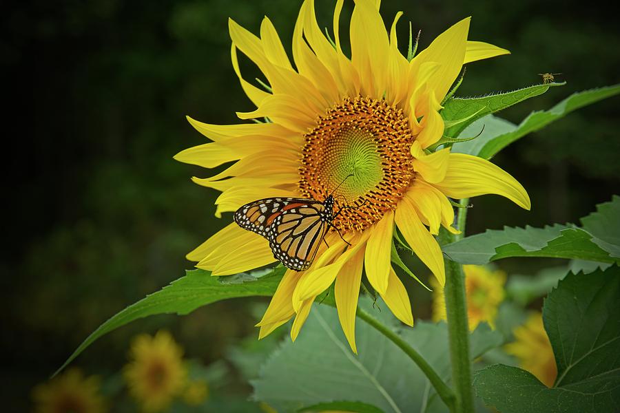 Monarch on Sunflower Photograph by Sandra Burm - Pixels