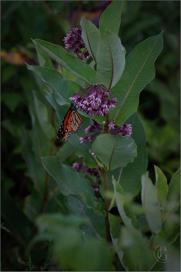 Monarch by Patrick Groleau Monarch by Patrick Groleau