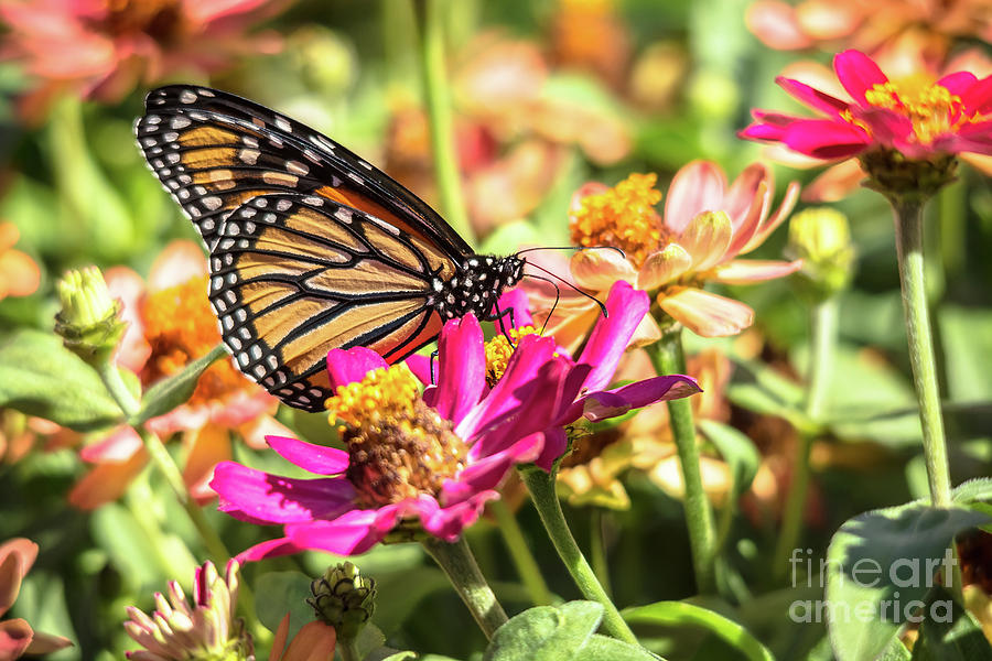 Monarch Perfection Photograph by Cheryl Baxter