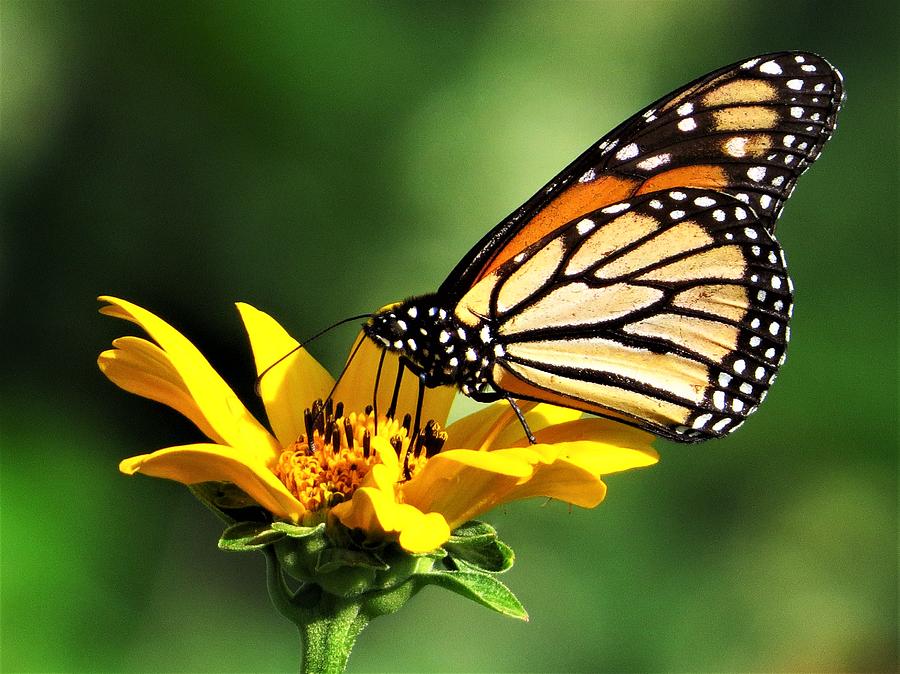 Monarch Profile  Photograph by Lori Frisch