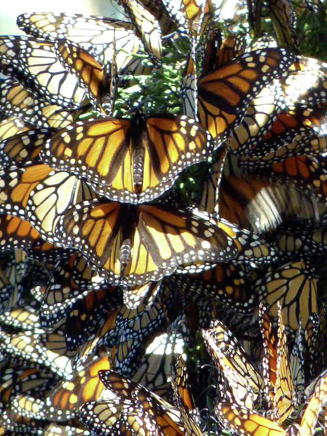 Butterfly Photograph - Monarch Puppy Pile by Julieanne Case