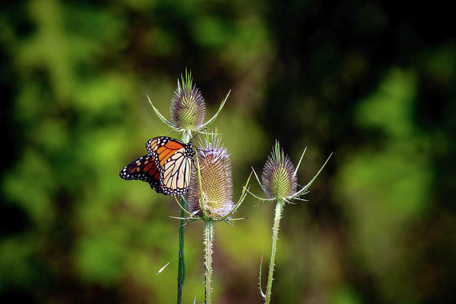 Monarch Butterfly on Thistle Photograph by Rose Guinther