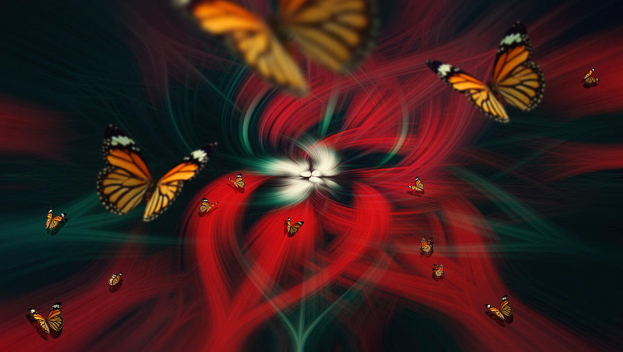 Monarch Photograph by Sherin.abdou Monarch Photograph by Sherin.abdou