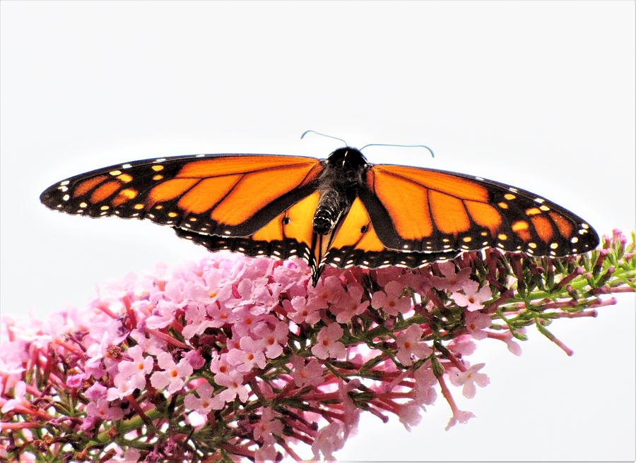 Monarch Spread  Photograph by Lori Frisch