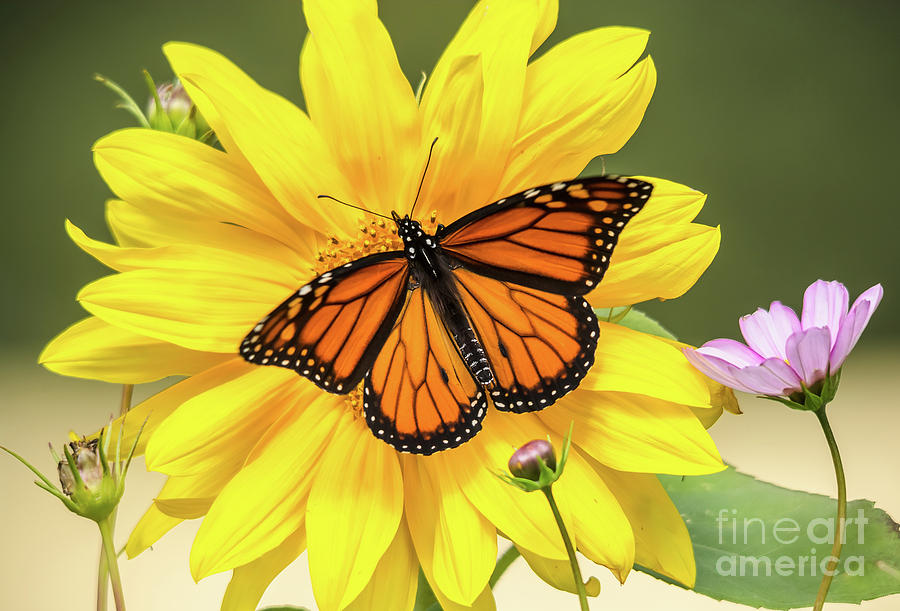 Monarch Sunflower Photograph by Cheryl Baxter
