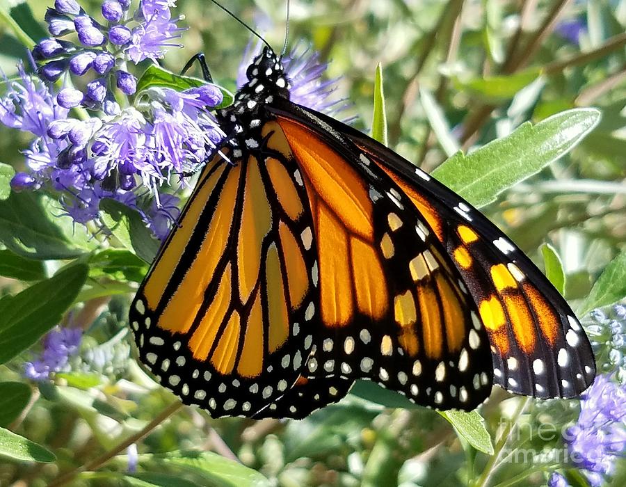 Monarch Super Migrator Photograph by Carol Komassa