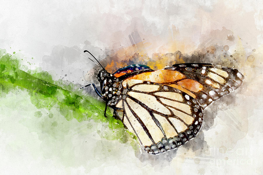 Butterfly Digital Art - Monarch Watercolor by Bryan Keil