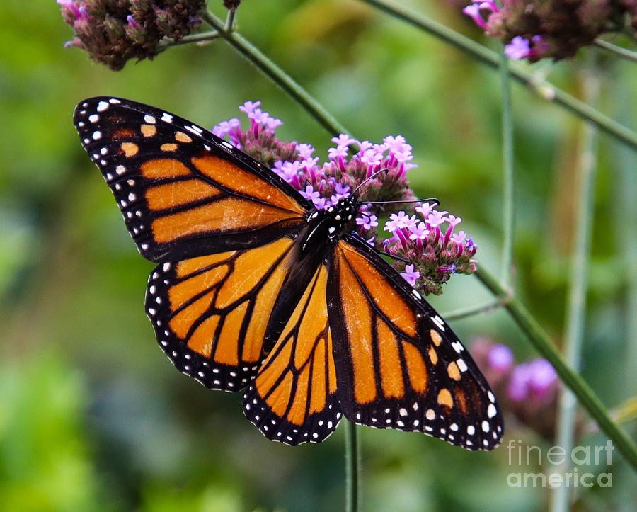 Monarch With Open Wings Photograph by Leslie Gatson-Mudd | Fine Art America