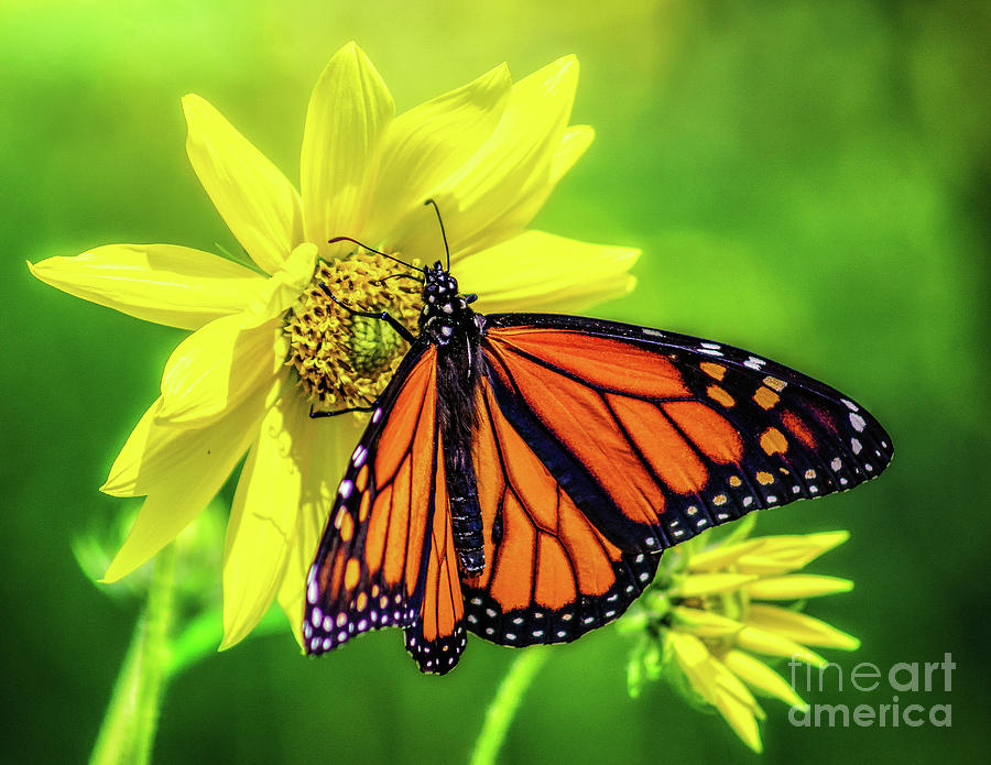 Monarchs  2019-1 Photograph by Nick Zelinsky Jr