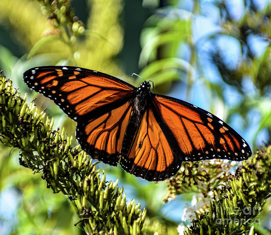 Wildlife Photograph - Monarchs Brilliant Coloring by Cindy Treger