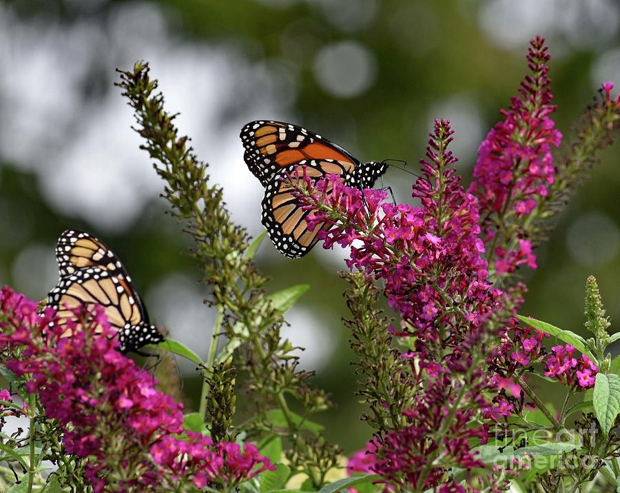 Monarchs Fueling Up Photograph