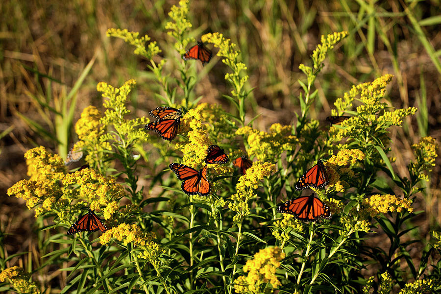Monarchs Gathering Photograph by Karol Livote