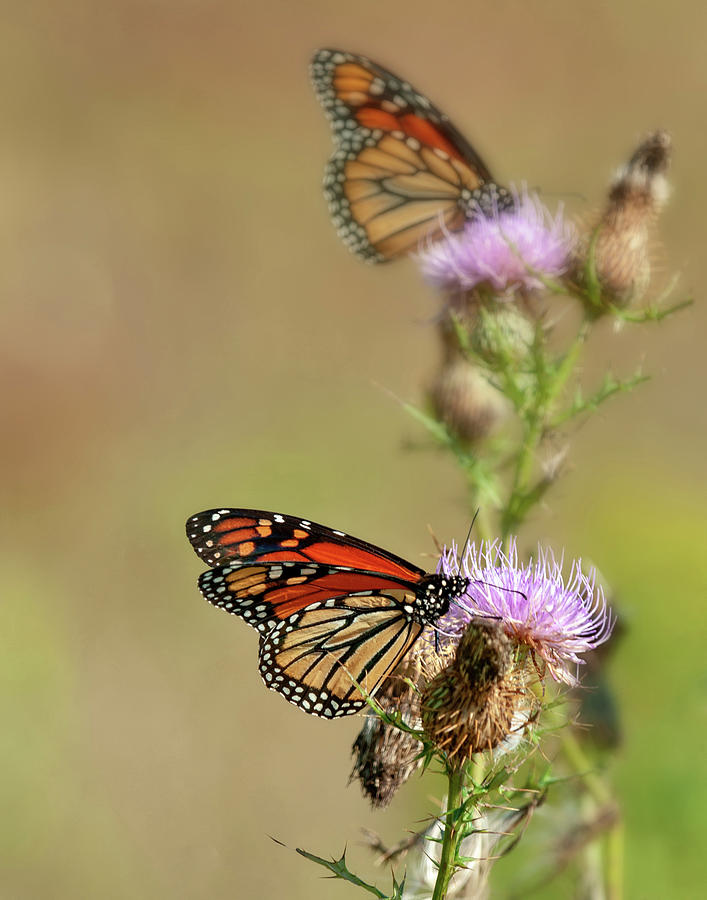 Monarchs in the Meadow Photograph by Lara Ellis