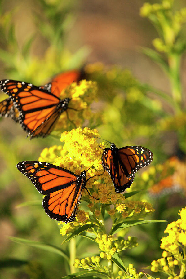 Monarchs Photograph by Karol Livote