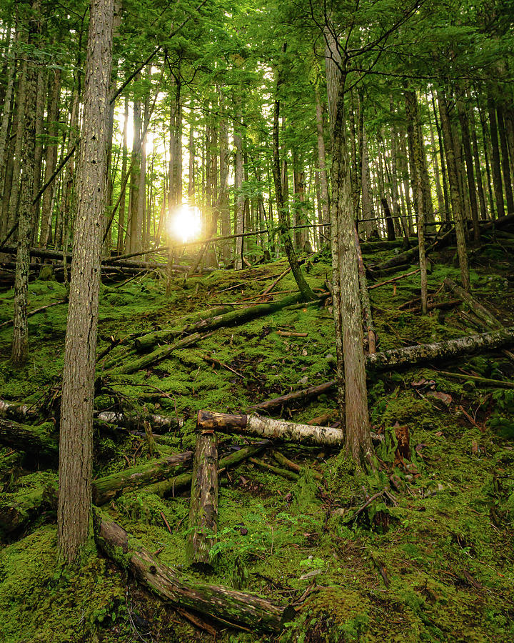 Monashee Forest Portrait by Dave Matchett Monashee Forest Portrait by Dave Matchett
