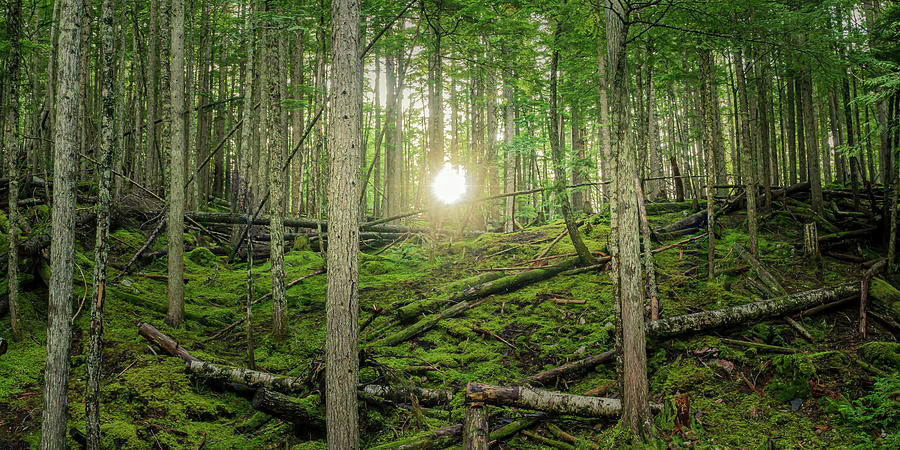 Monashee Forest Sunset by Dave Matchett Monashee Forest Sunset by Dave Matchett