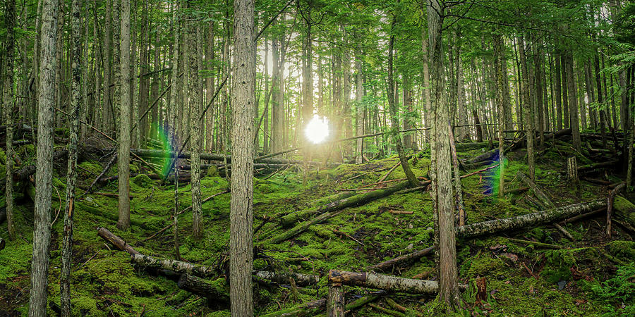 Monashee Forest Sunset with Flare by Dave Matchett Monashee Forest Sunset with Flare by Dave Matchett