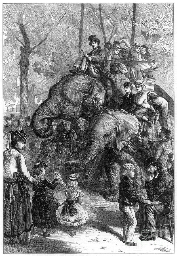 Monday Afternoon At The Zoological Drawing by Print Collector